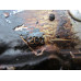 19W019 Rear Oil Seal Housing For 03-06 Toyota Camry  3.0